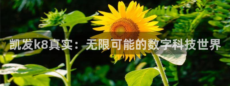 壹号电子娱乐app下载